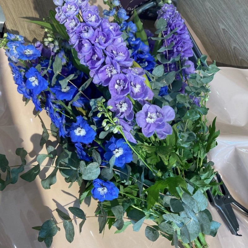 Delphiniums