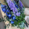 Delphiniums